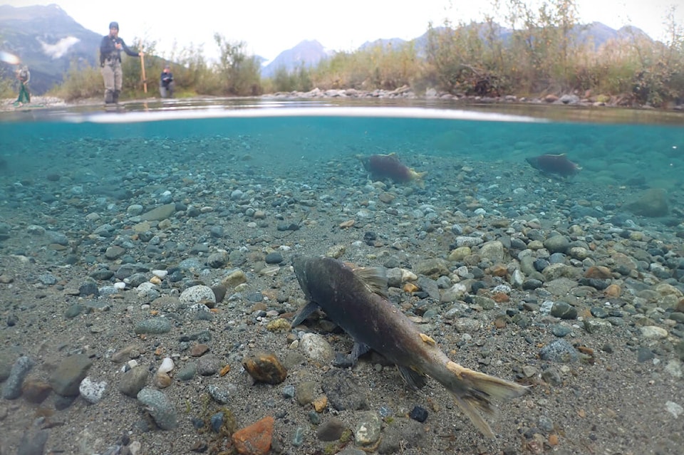 34630599_web1_231122-CPW-Mining-SalmonHabitat_2