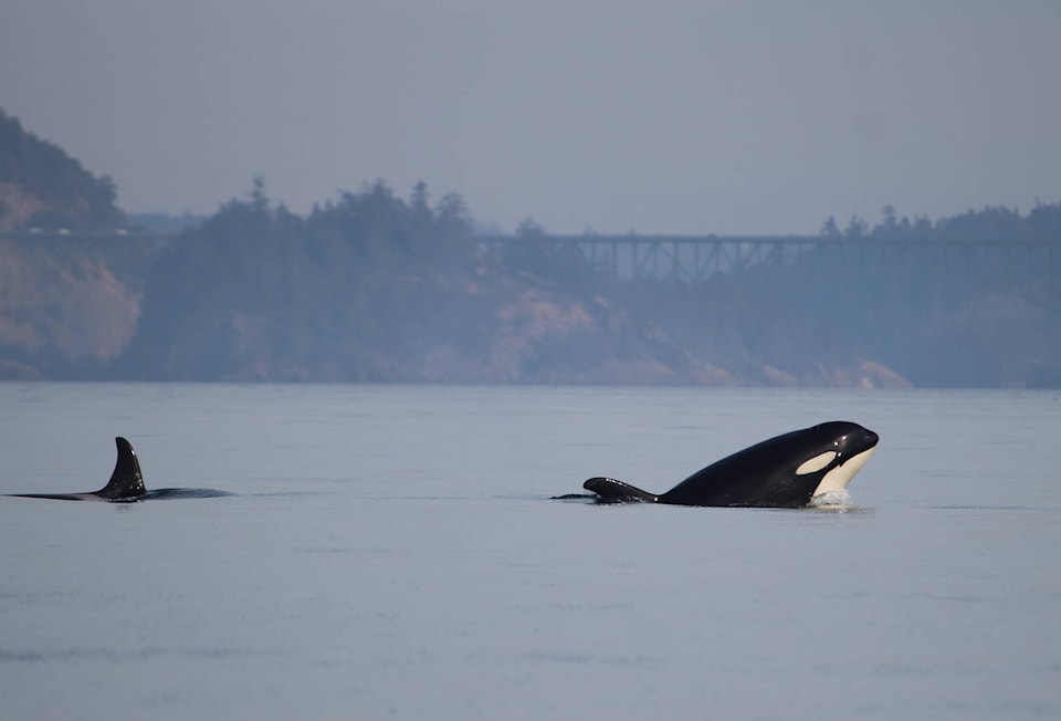 34677841_web1_Orcas-at-Deception-Pass-2