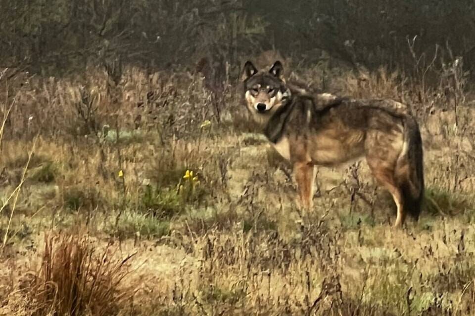 34680091_web1_231129-PQN-Wolf-Dog-Attack-wolfdog_1