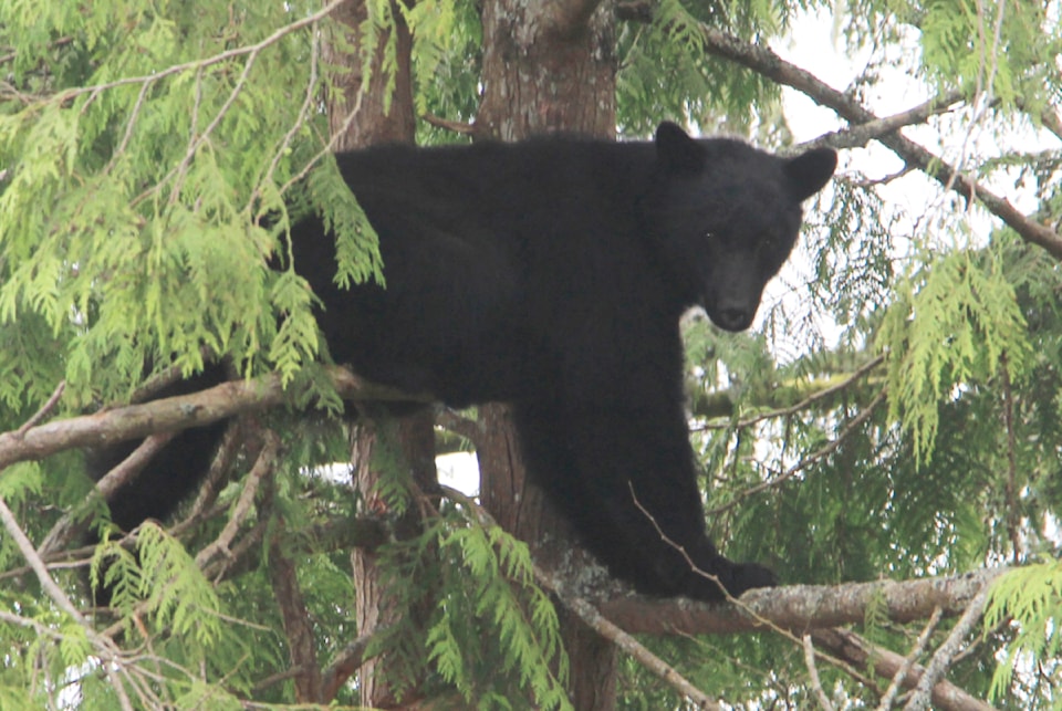 bearfront1web