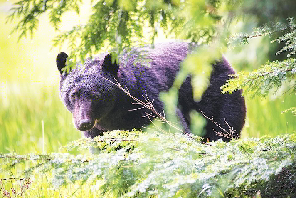 blackbearweb