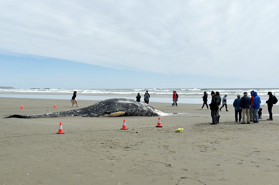 beachedwhalepnpr
