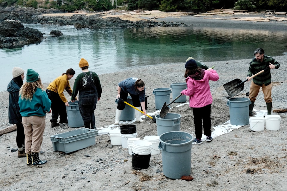 Ucluelet Aquarium staff and volunteers dig buckets of sediment at Big Beach on Wednesday, Jan. 29, 2025 in preparation for the aquarium's upcoming opening on March 1. 