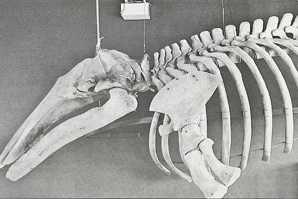 The Wednesday, July 12, 2006 edition of the Westerly News had a whale of a tale to share. This photo by M. Maran depicts the skeleton of a 7.4-metre female yearling grey whale that was on display at Jamie's Whaling Station and Adventure Centre in Ucluelet. The whale died in 1997 of suspected digestive complications and was discovered in a herring pond in Sydney Inlet in Clayoquot Sound. The remains were then taken to Baseball Bay where Clayoquot Biosphere Project staff worked with Rod Palm and Strawberry Island Research Society to clean the bones and perform a full necropsy (like an autopsy except for animals and mammals). The skeleton was eventually transported to Tofino, thanks to Jim Darling of the Pacific Whale Foundation, and it ended up at Jamie's Whaling Station. In 2006 the Ucluelet office had been in operation for seven years\, and Jamie's was celebrating its 25th year. The staff at Jamie's enlisted the help of an American curator who was at the 2005 Pacific Rim Whale Festival, to figure out the best way to display the whale skeleton. (M. MARAN/ Westerly News)