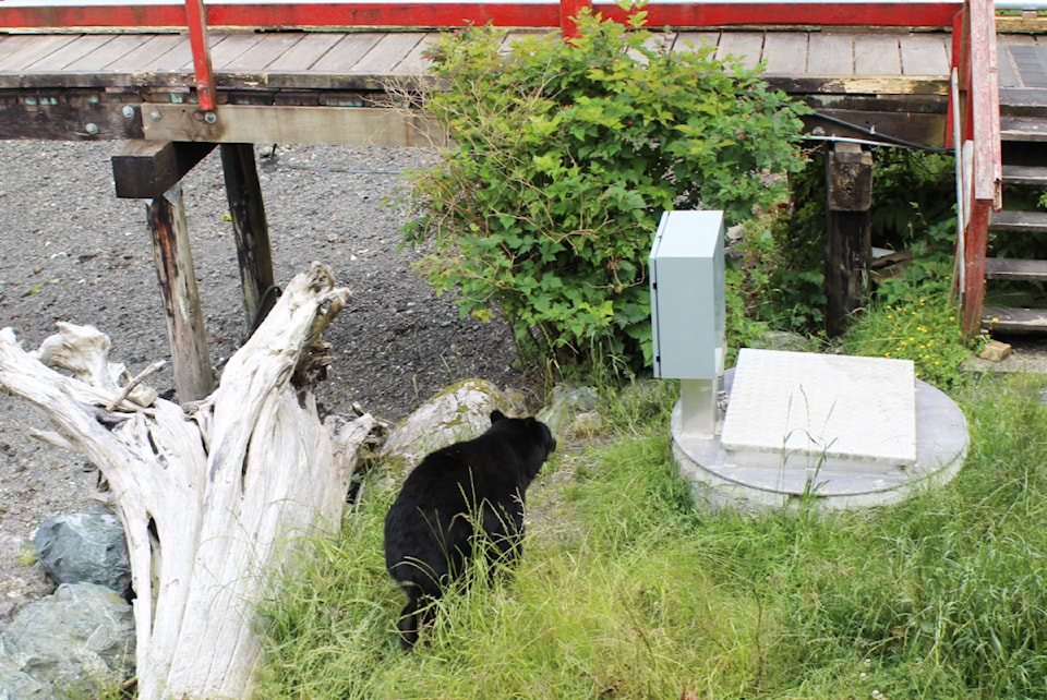 blackbearuclueletweb
