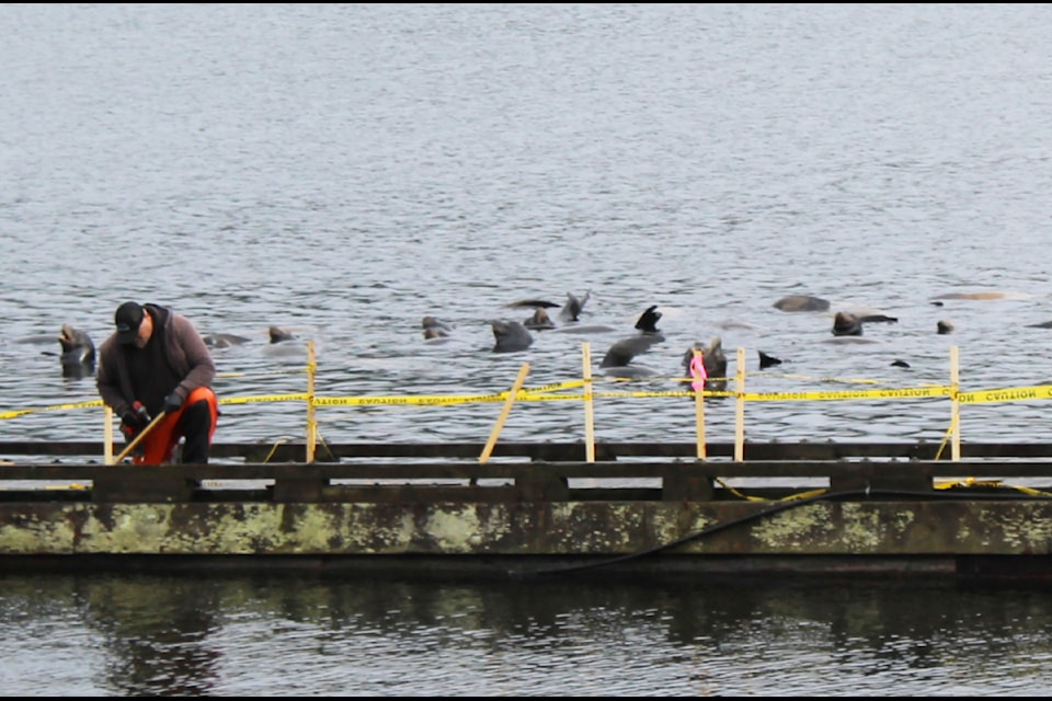 Ucluelet Harbour Master Kevin Cortes put up caution tape around the perimeter of 52 Steps Dock last week in an effort to keep a swarm of sea lions at bay.