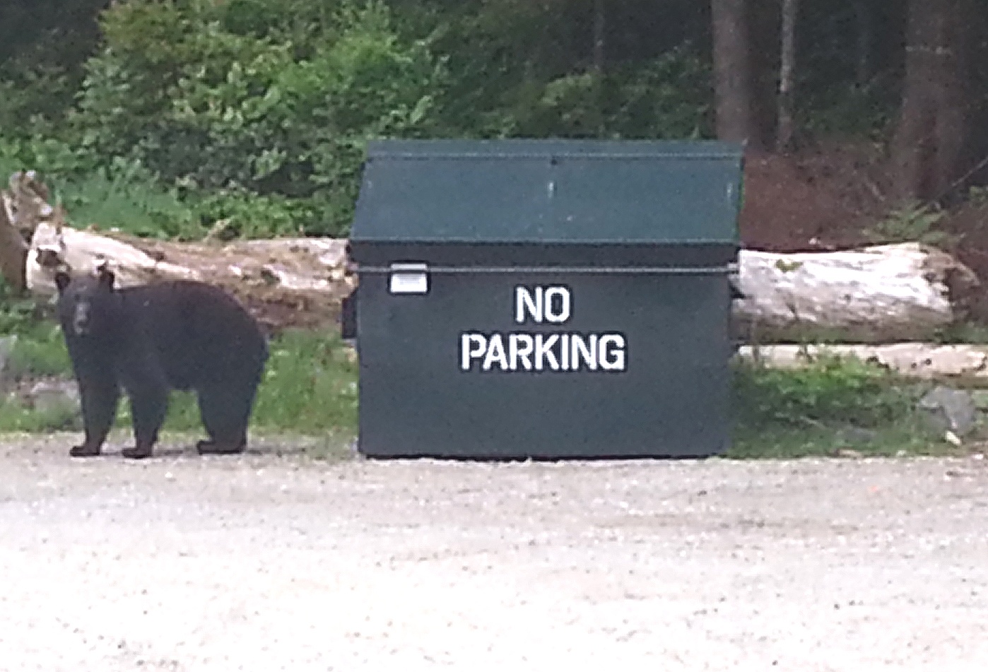 Garbage is luring bears into Tofino