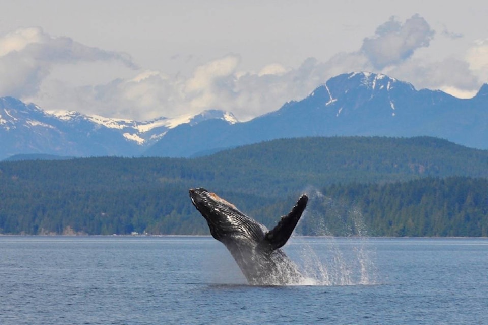 web1_170619-BPD-T-Campbell-River-Whale-Watching-breaching-whale