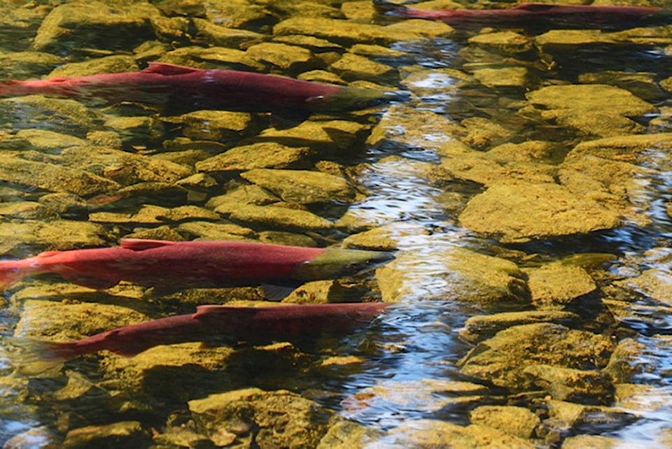 8467551_web1_170913-UWN-Fishing-for-the-future-in-Tofino_1