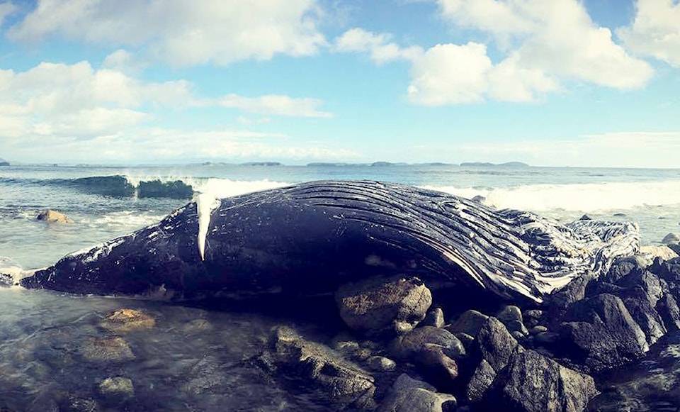 8950426_web1_171018-UWN-Washed-up-whale-update_1