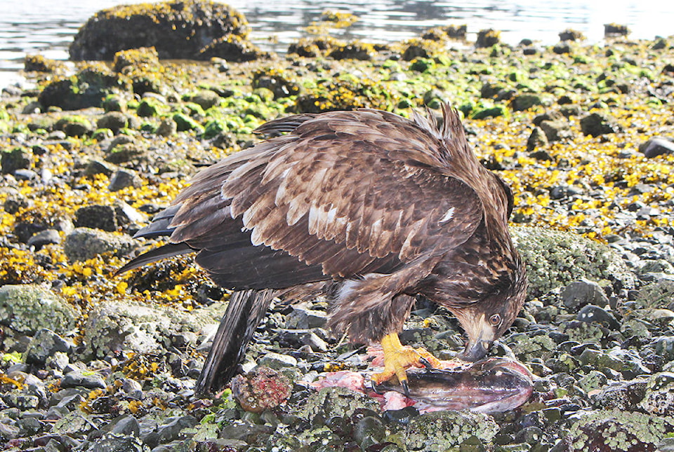 11239893_web1_180404-UWN-Eagle-rescued-Ucluelet_1