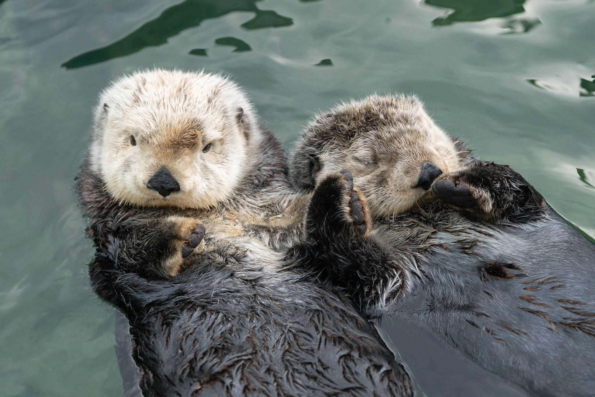 13654242_web1_copy_SOAW-Rafting-Rescued-Sea-Otters-Tanu-and-Katmai---Credit-Ocean-Wise