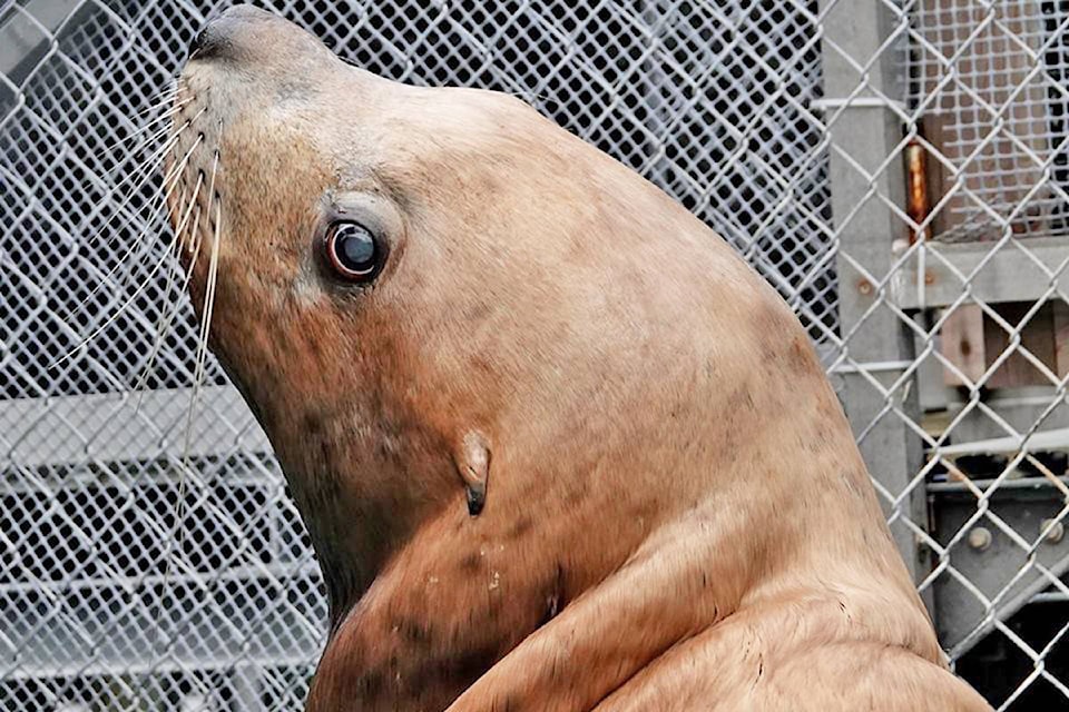 14147577_web1_181031-UWN-Ukee-sea-lion-dies_1