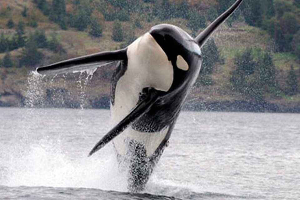14215609_web1_teaserSouthern-Resident-killer-whale---unknown---NOAA--720-x-408