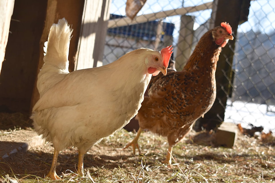 Lucky (front) and Olive in their chicken run. (Grace Kennedy/The Observer)