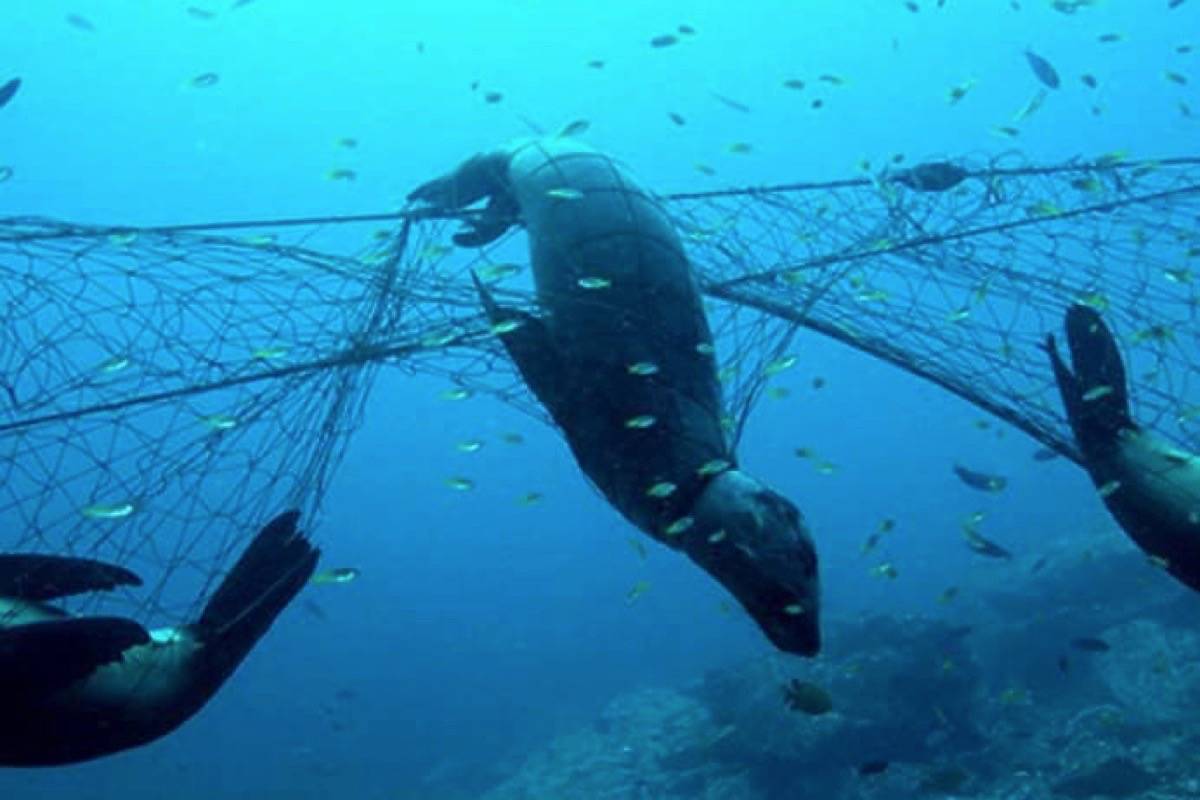 Ottawa commits $8M to ghost gear retrieval - Tofino-Ucluelet Westerly News