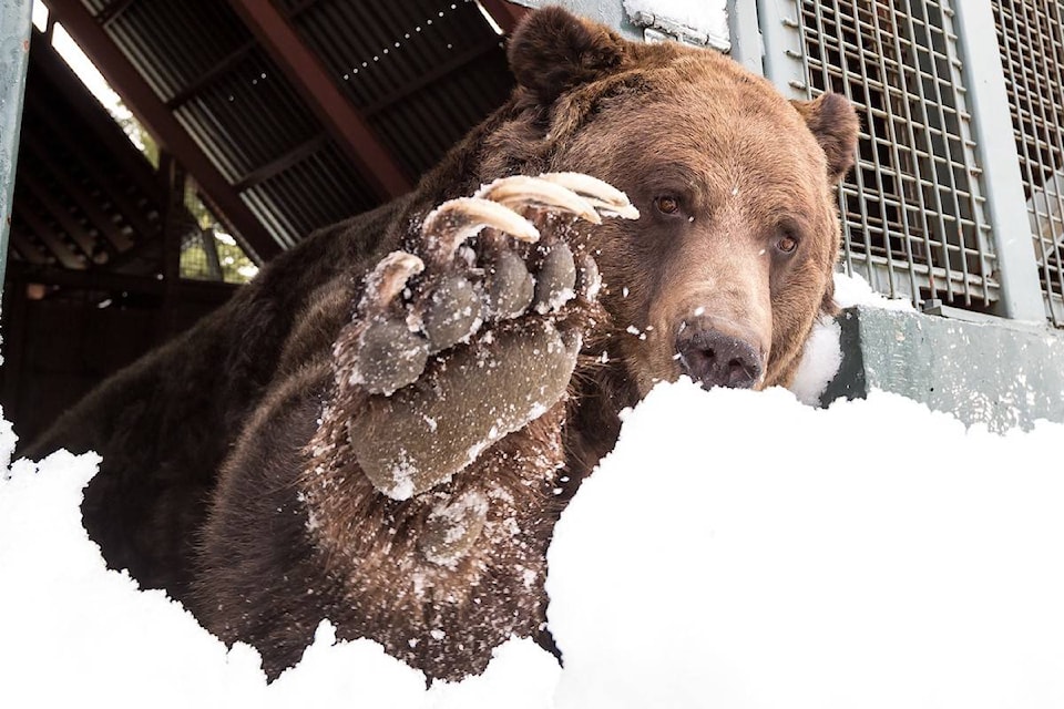 Grinder and Coola, two bears rescued from northern B.C. in 2001, awoke from their 19th hibernation at Grouse Mountain in North Vancouver, B.C., on Tuesday, April 21, 2020. (Grouse Mountain photo)