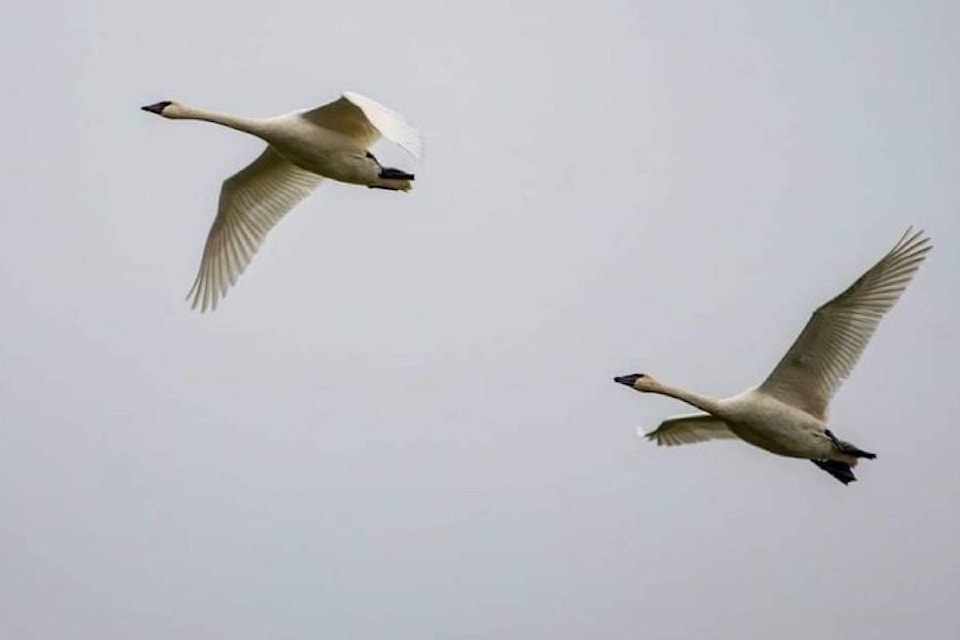 23446819_web1_201126-CCI-petition-swan-estuary-picture_1