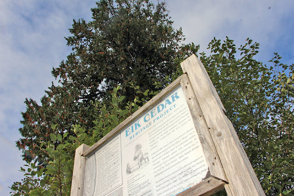 26750623_web1_211013-UWN-Tofino-significant-trees_1