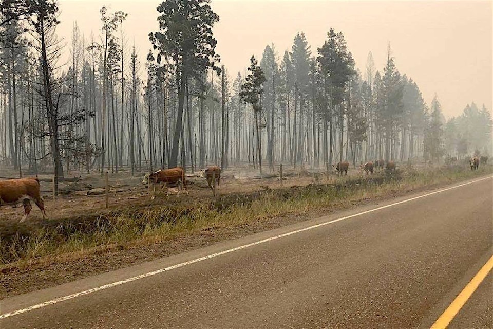 26754437_web1_210930-ACC-Rancher-wildfire-support-Cattle_1