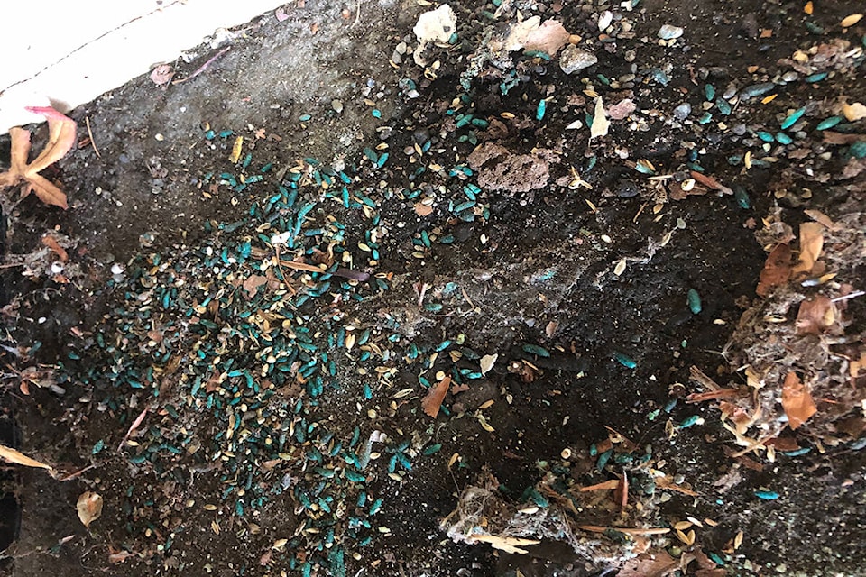 Rodenticide-laced grain, coloured so humans can tell the difference, was found scattered underneath a rodent bait box at a Ministry of Environment office near where a great horned owl was found dead. (Photo courtesy of Deanna Pfeifer)