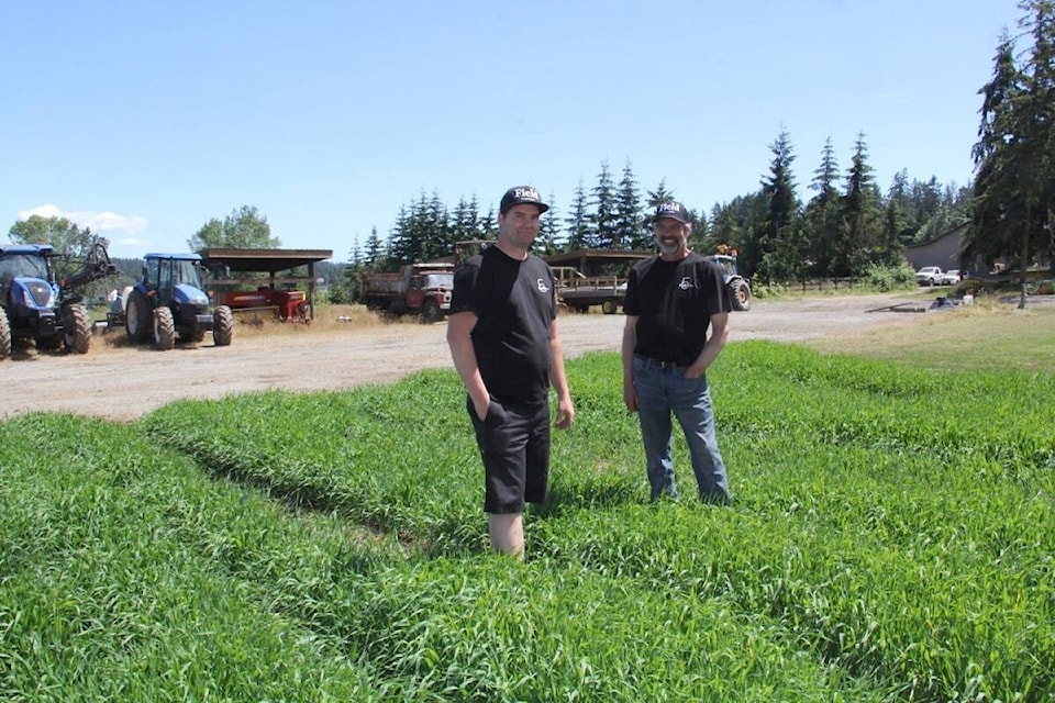 Field Five farmers Kyle Michell and Mike Doehnel are among the latest beer farmers, growing and malting quality, consistent product to several breweries on the south Island. Christine van Reeuwyk/News Staff)