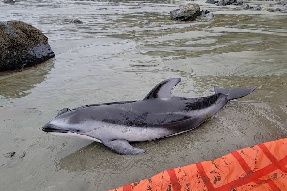 The male Pacific white-sided dolphin was still alive when it was first discovered on Nov. 4 within the southern end of the Pacific Rim National Park Reserve. (Karyssa Arnett photo)