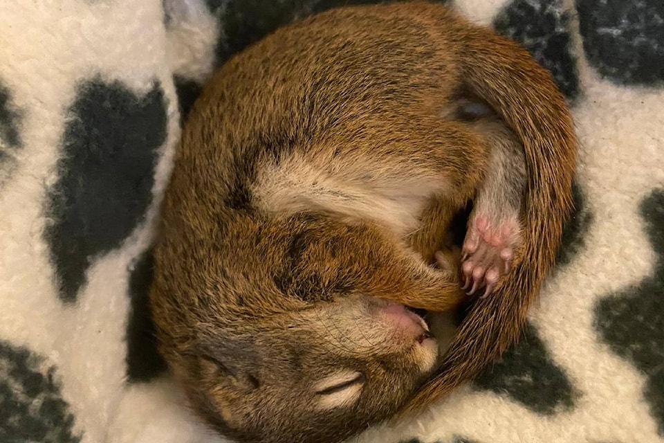 There are four young red squirrels on the mend at Wild ARC in Metchosin. (Wild ARC/Facebook)