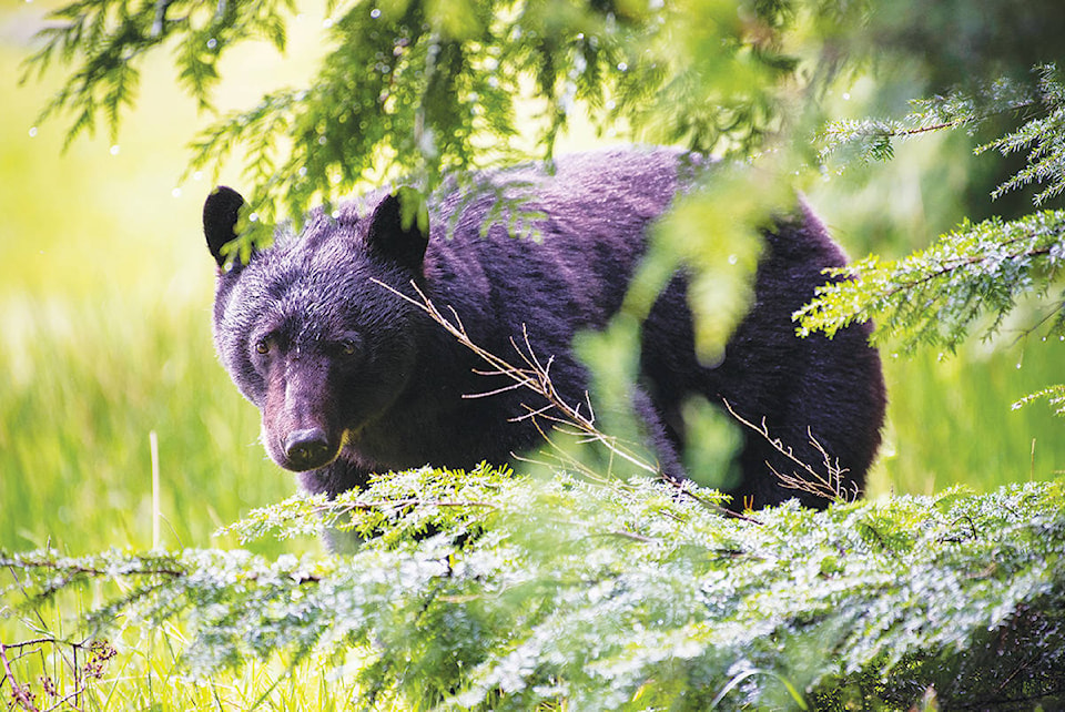 33104645_web1_230628-UWN-Bears-killed-Tofino_1