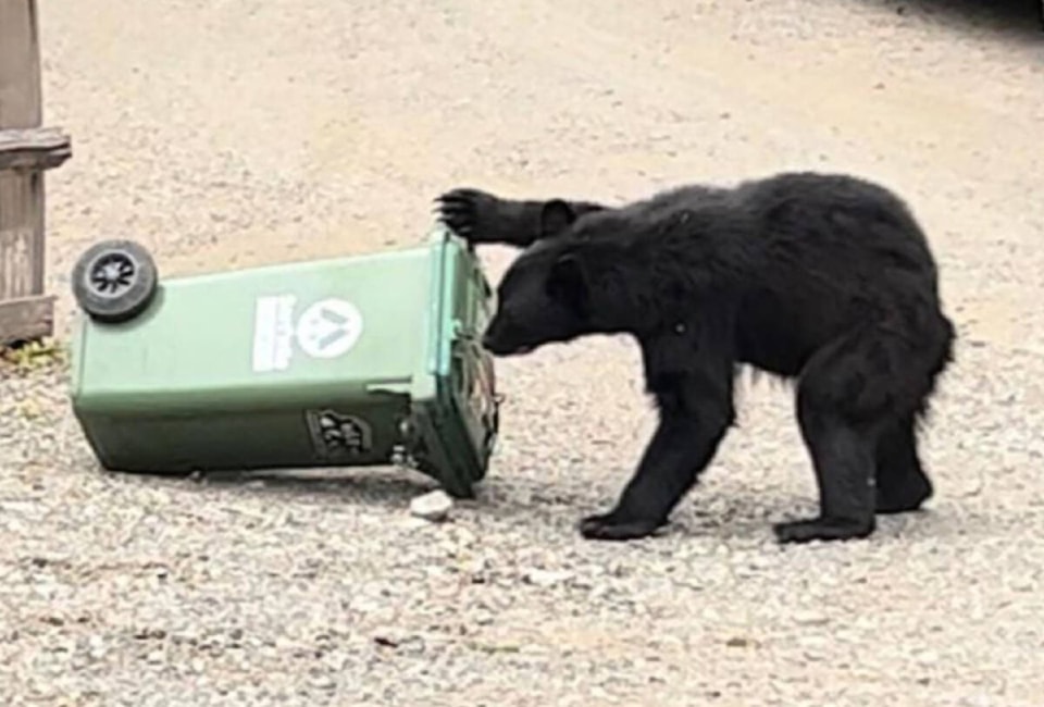 33354364_web1_230726-UWN-West-Coast-Bears_1