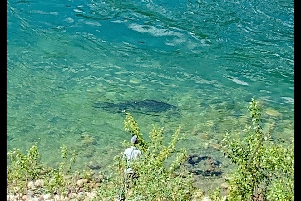 240619-tdt-m-sturgeon