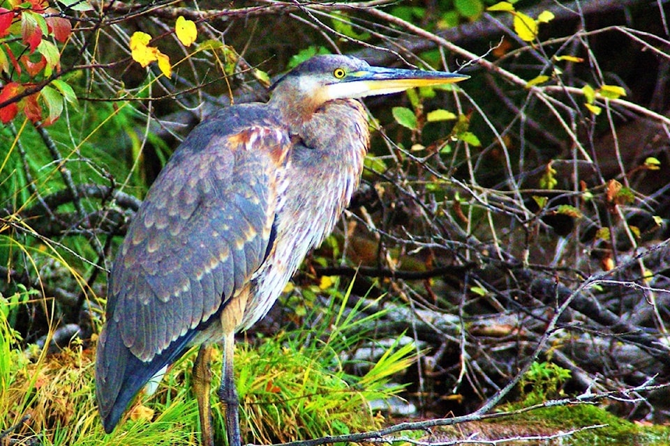 This great blue heron was spotted at Rosebud Lake. 