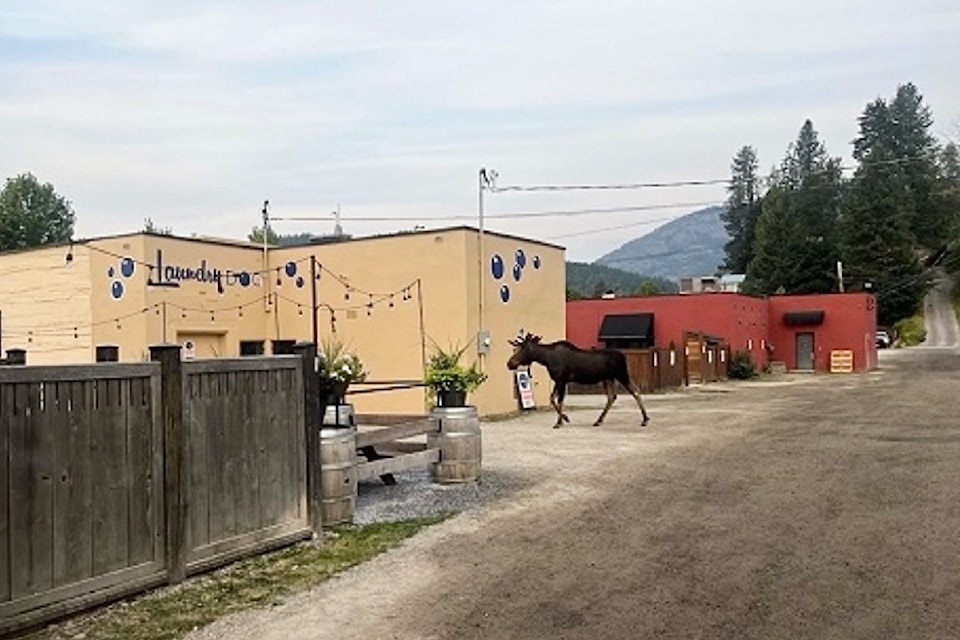 240731-tdt-m-mooseloose