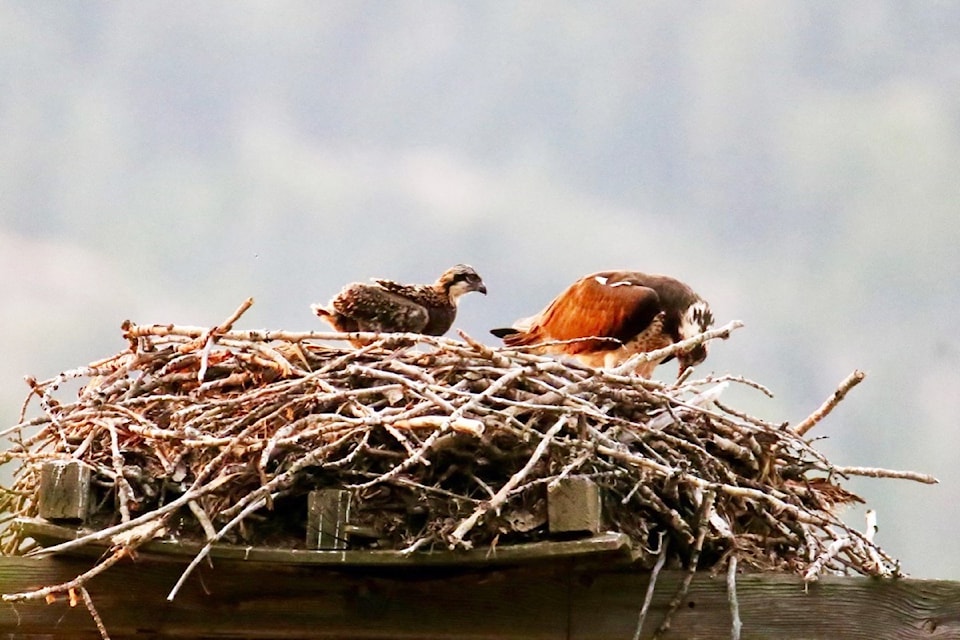 If you have a recent photo to share, email it large-size to editor@trailtimes.ca
