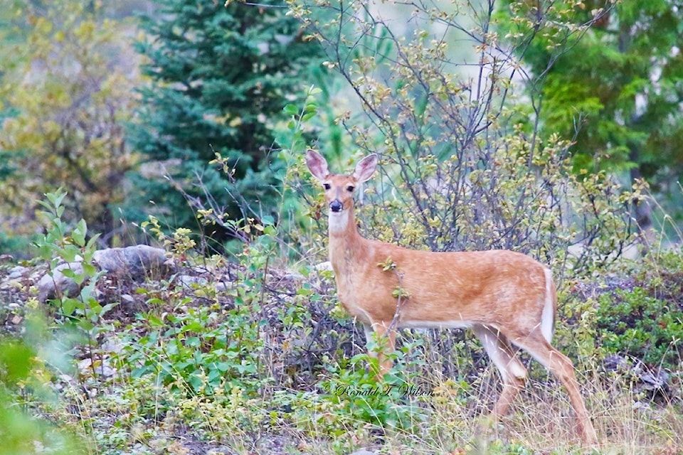If you have a recent photo to share, email it large-size to editor@trailtimes.ca