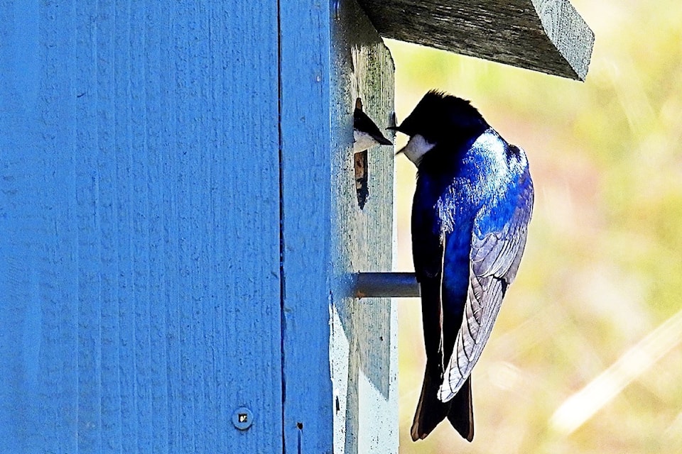 David Dudeck captures spring in full swing with striking photos taken near his Trail home.