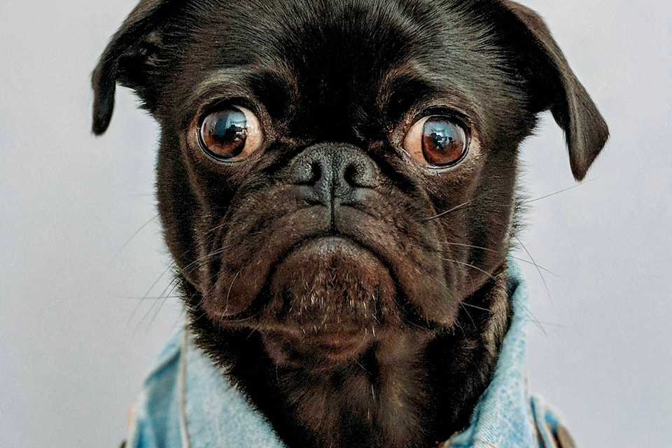 In a noodle-tossing dispute, dogs are the winners no matter what.