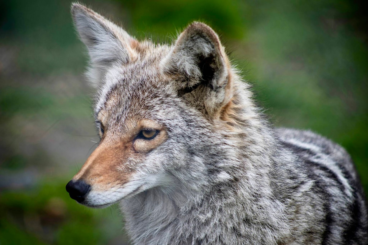 Coyote sightings in Trail neighbourhood prompt safety reminder for pets and children