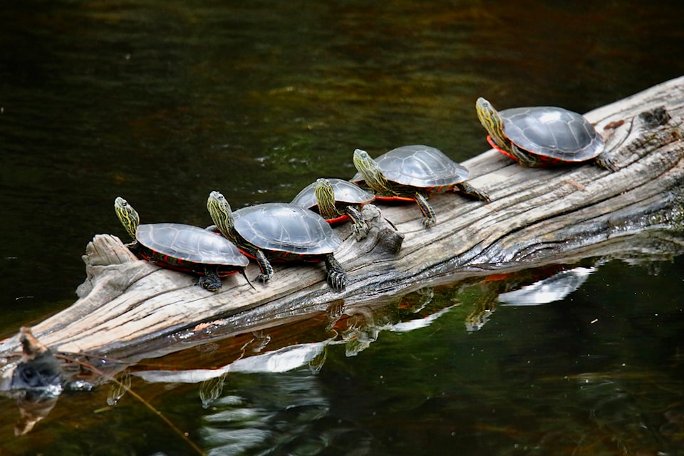 A group of painted turtles soak up the spring sunshine on quiet water near Salmo. These colourful reptiles, known for their slow pace and love of basking, are a familiar sight in these wetlands. Trail photographer Ron Wilson shares these images he captured on April 28 at Erie Lake.