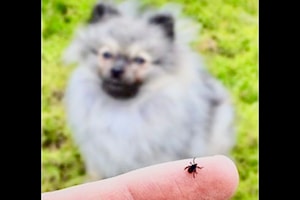 Kootenay pet owners cautioned as tick season heats up