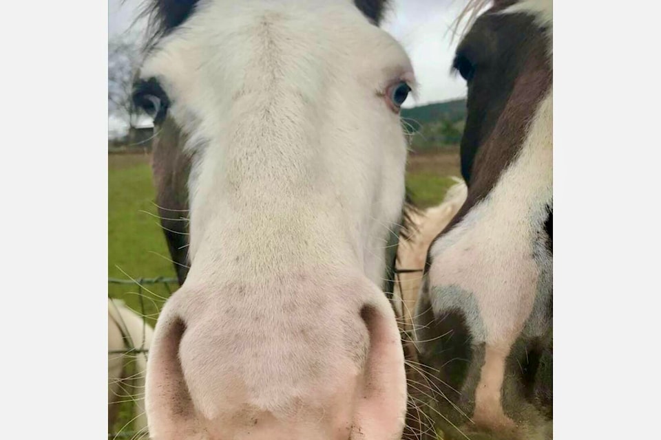 Horses are inquisitive creatures, like this one spotted in the outskirts of Kelowna. (Sheri Regnier/Trail Times)