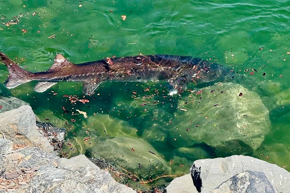 “Pretty cool sight to see on our afternoon walk along the Esplanade,” Diane Langman shared.