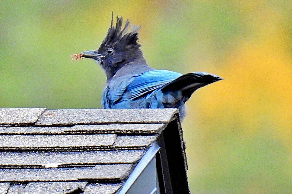 David Dudeck spotted this Stellar’s Jay in his backyard this week.