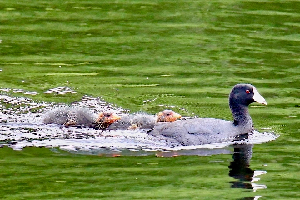 Family of American Coots. 