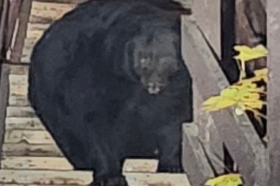 Late Friday night, RCMP officers responded to a call from a home on Rossland Avenue about an in-progress bear break-in.  