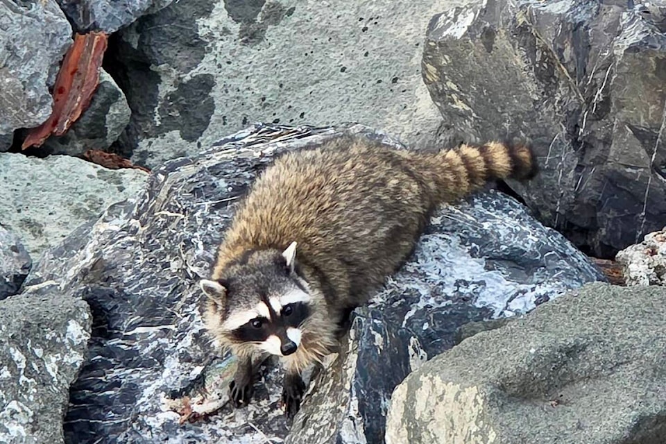 Not far from the rocky shore, the family hooked a big one. But they weren’t the only ones with dinner on their minds.