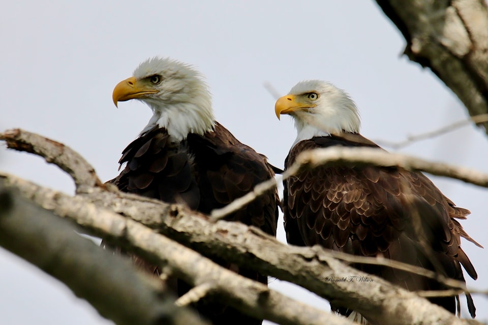 Ron Wilson shares images he captured on July 21 in Trail. 