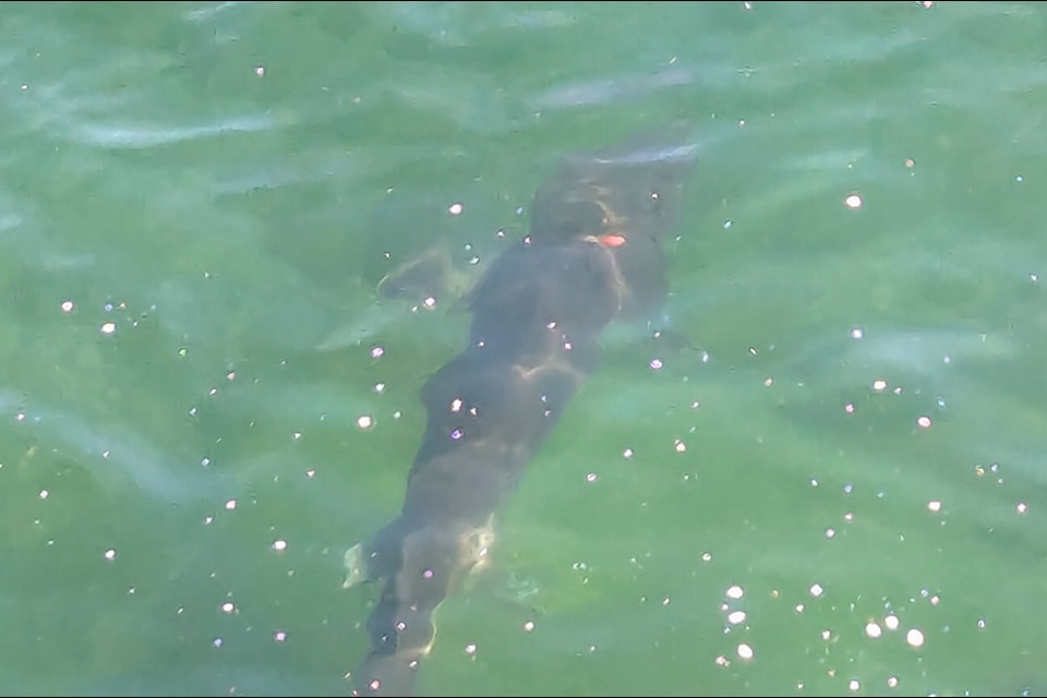 A local has sent the Trail Times this alarming photo of the sturgeon entangled in what appears to be rope and a fishing float. Trail Times staff walked to the Skywalk Monday afternoon and spotted the sturgeon farther from shore, still entangled. 