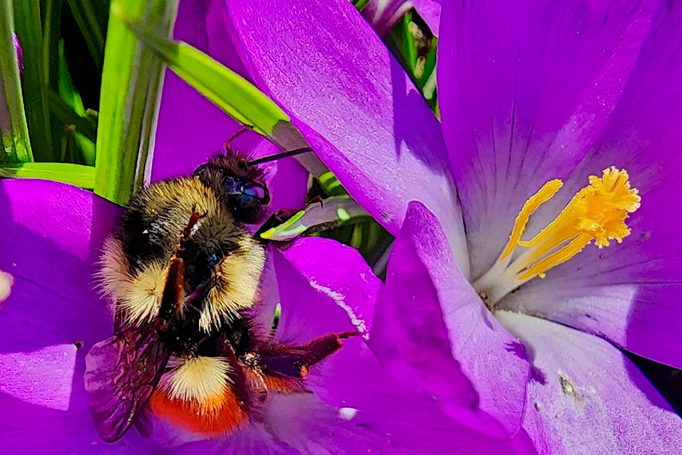 img_bee
