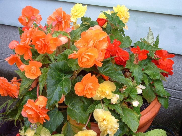 26661traildailytimesSIDDALLBegonia5-25-12